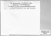 Stereum hirsutum image